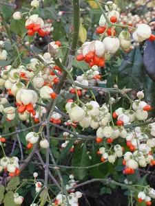 Annelies 02 Kruipkardinaalsmuts